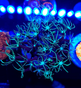 Pipe Organ Coral