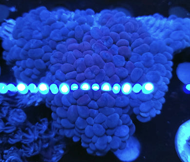 Pink Bubble Coral