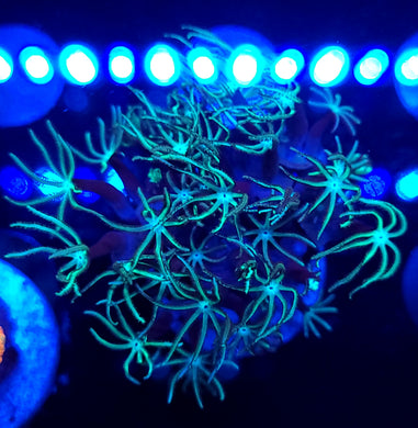 Pipe Organ Coral