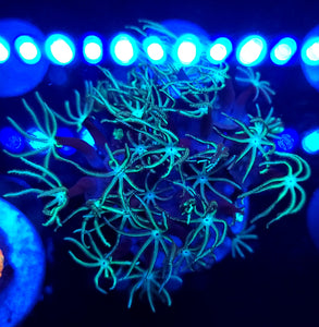Pipe Organ Coral