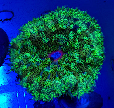 Pink Mouth Maxi Mini Anemone