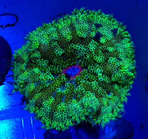 Pink Mouth Maxi Mini Anemone