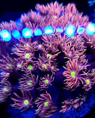 Pink Lemonade Goni frag