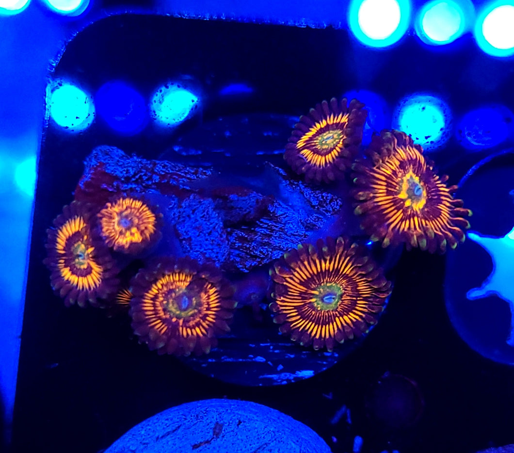 Rainbow Infusion Zoa Morphs