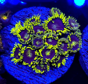 Blueberry Pie Zoas