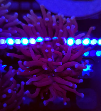 Pink Tip Purple Torch