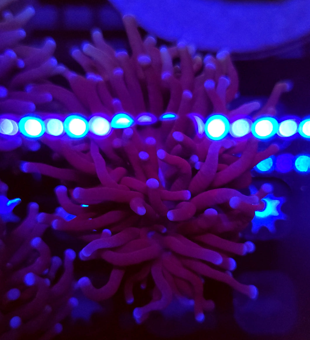 Pink Tip Purple Torch
