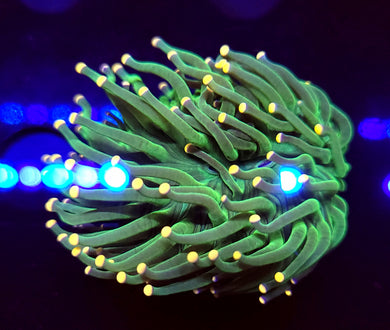 Peach Tip Ultra Green Torch