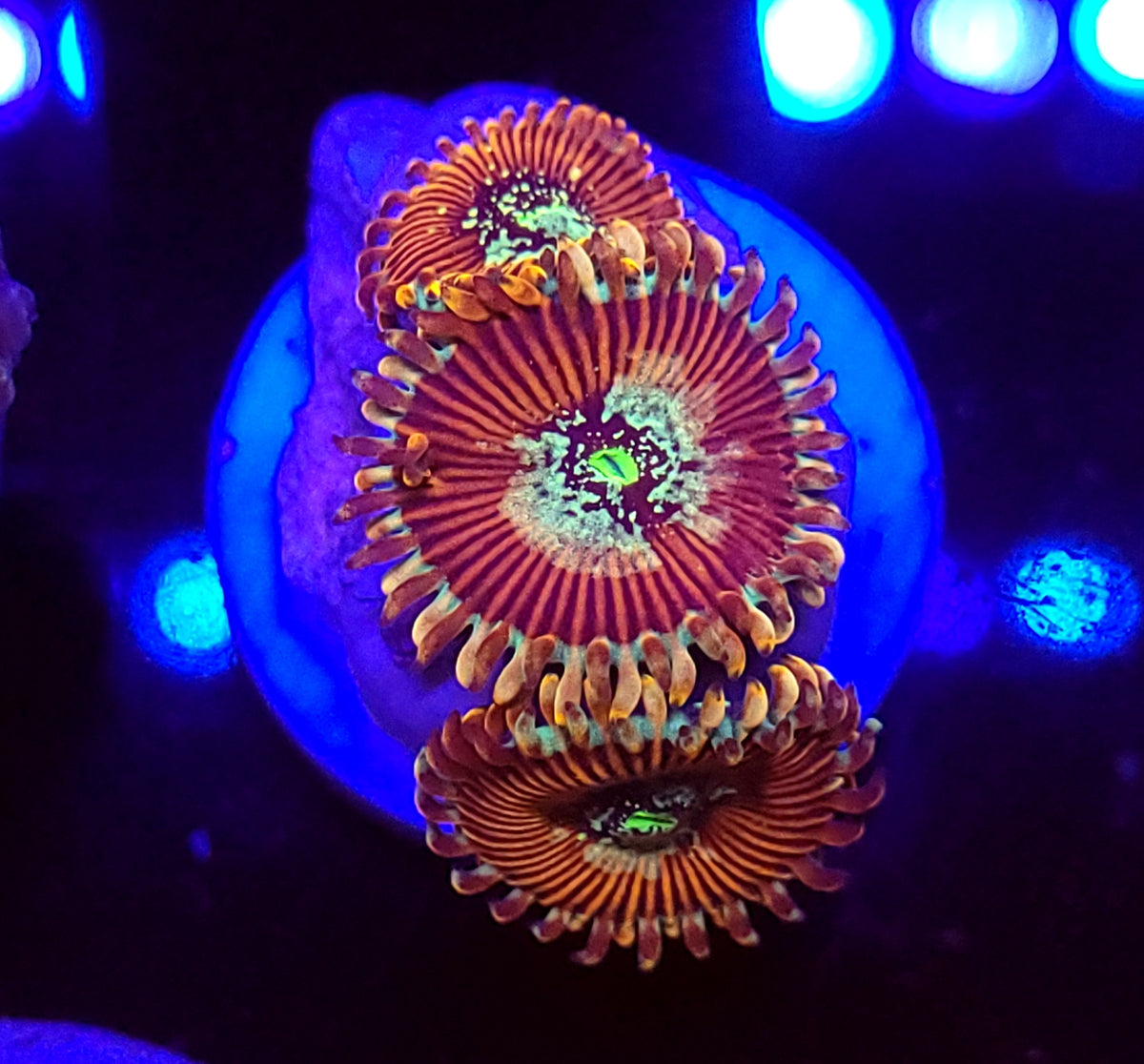 Magician Zoa Morphs – Savage Reef