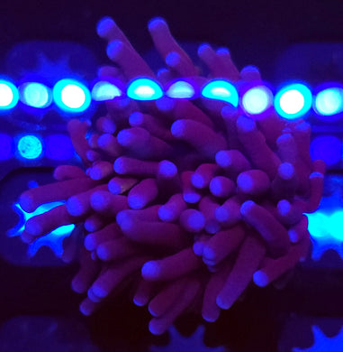Pink Tip Purple Torch