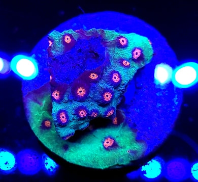 Alien Pox Cyphastrea