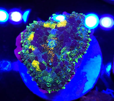 Painters Pallet Rhodactis Mushroom