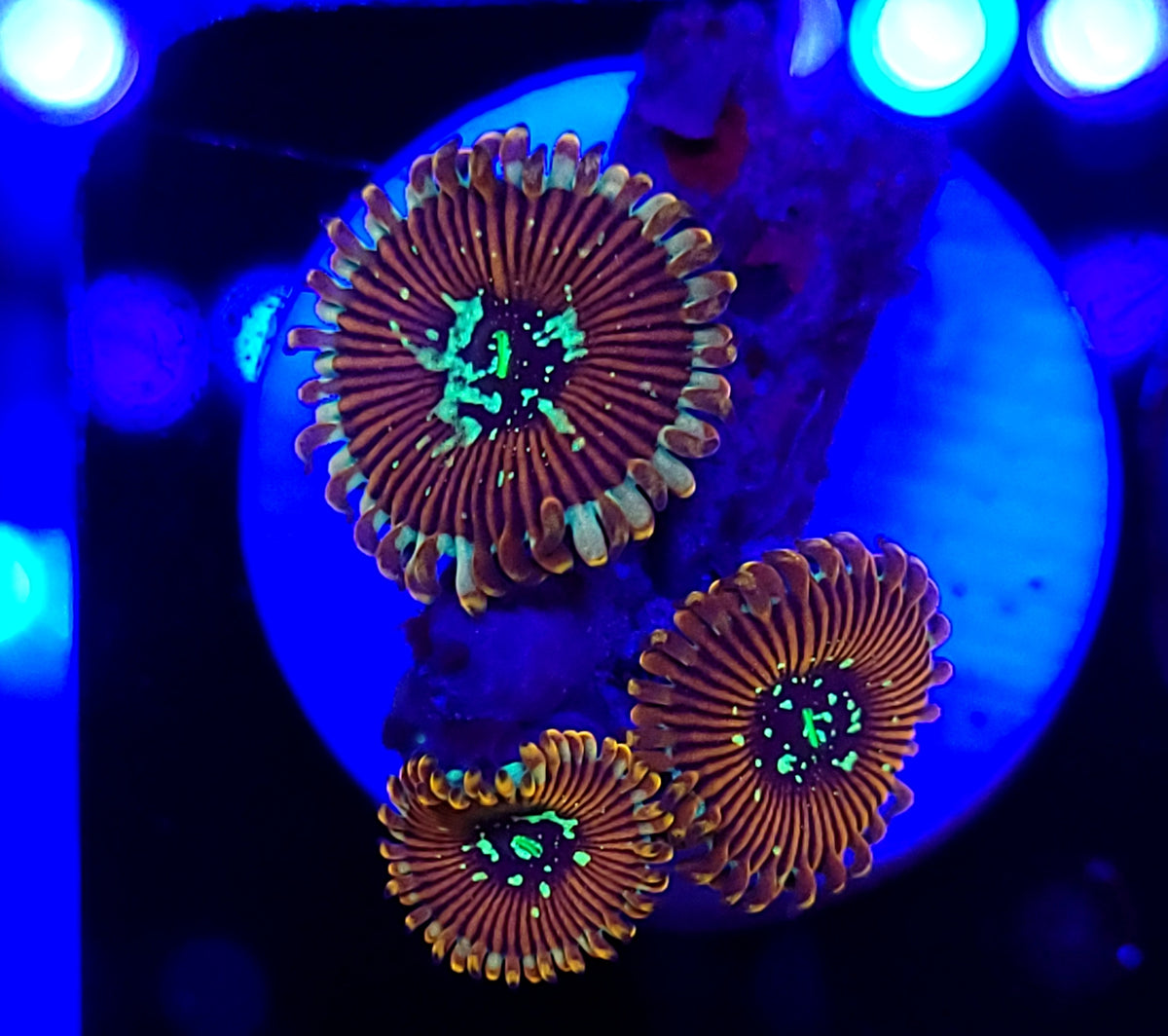 Magician Zoa Morphs – Savage Reef