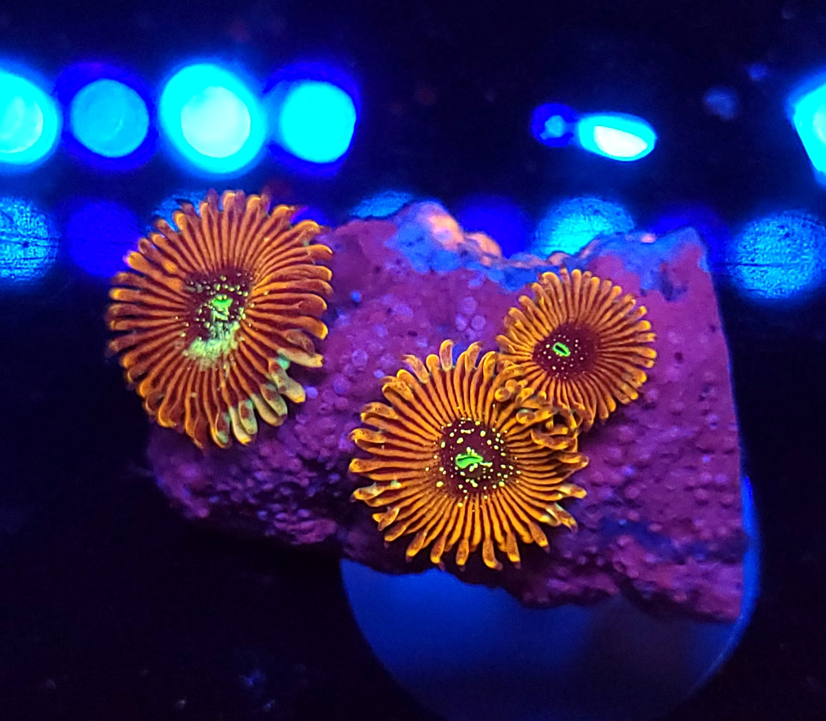 Magician Zoa Morphs – Savage Reef