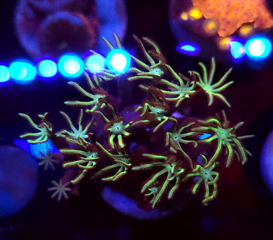Pipe Organ Coral
