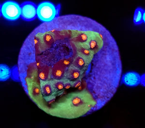 Alien Pox Cyphastrea