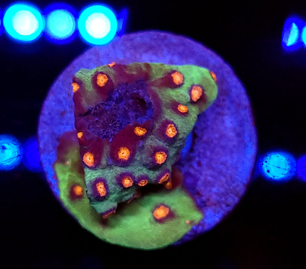 Alien Pox Cyphastrea