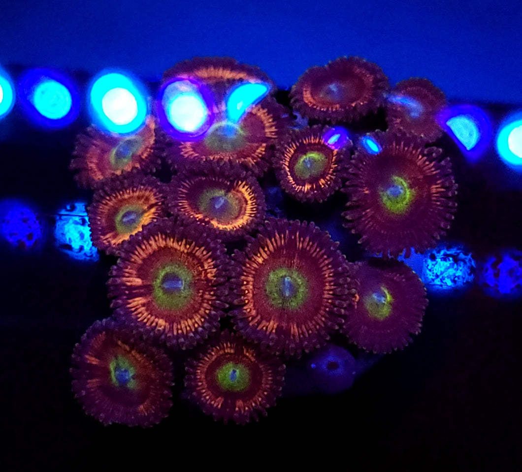 Gobstopper Zoa Cluster