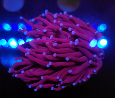Pink Tip Purple Torch