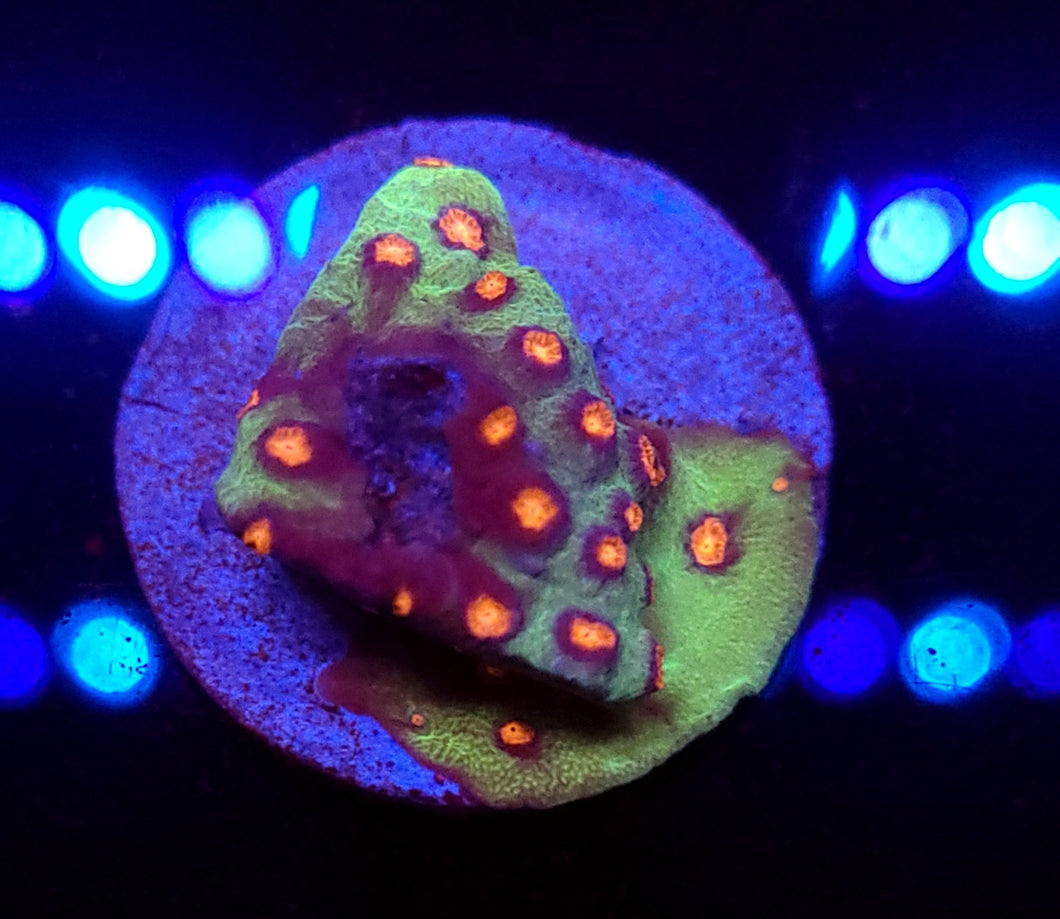 Alien Pox Cyphastrea