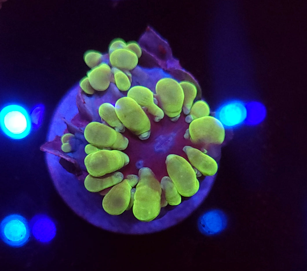 Toxic Branching Bubble Coral