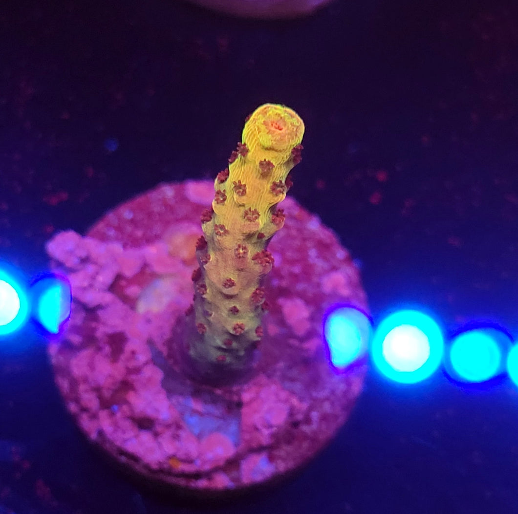 PC Rainbow Acro