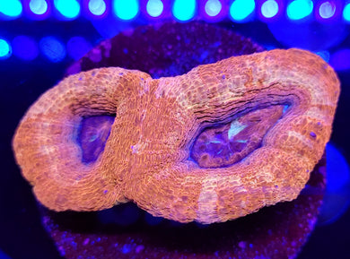 Pink Pastel Swirl Acan Bowerbanki Disk