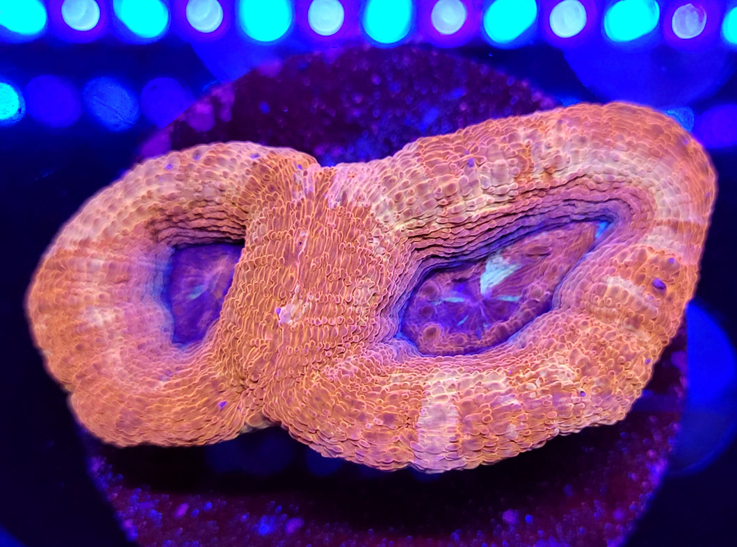 Pink Pastel Swirl Acan Bowerbanki Disk