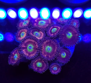 Gobstopper Zoa Cluster