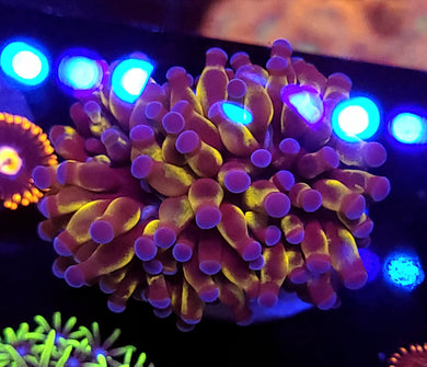 Pink Tip Golden Cristata Torch