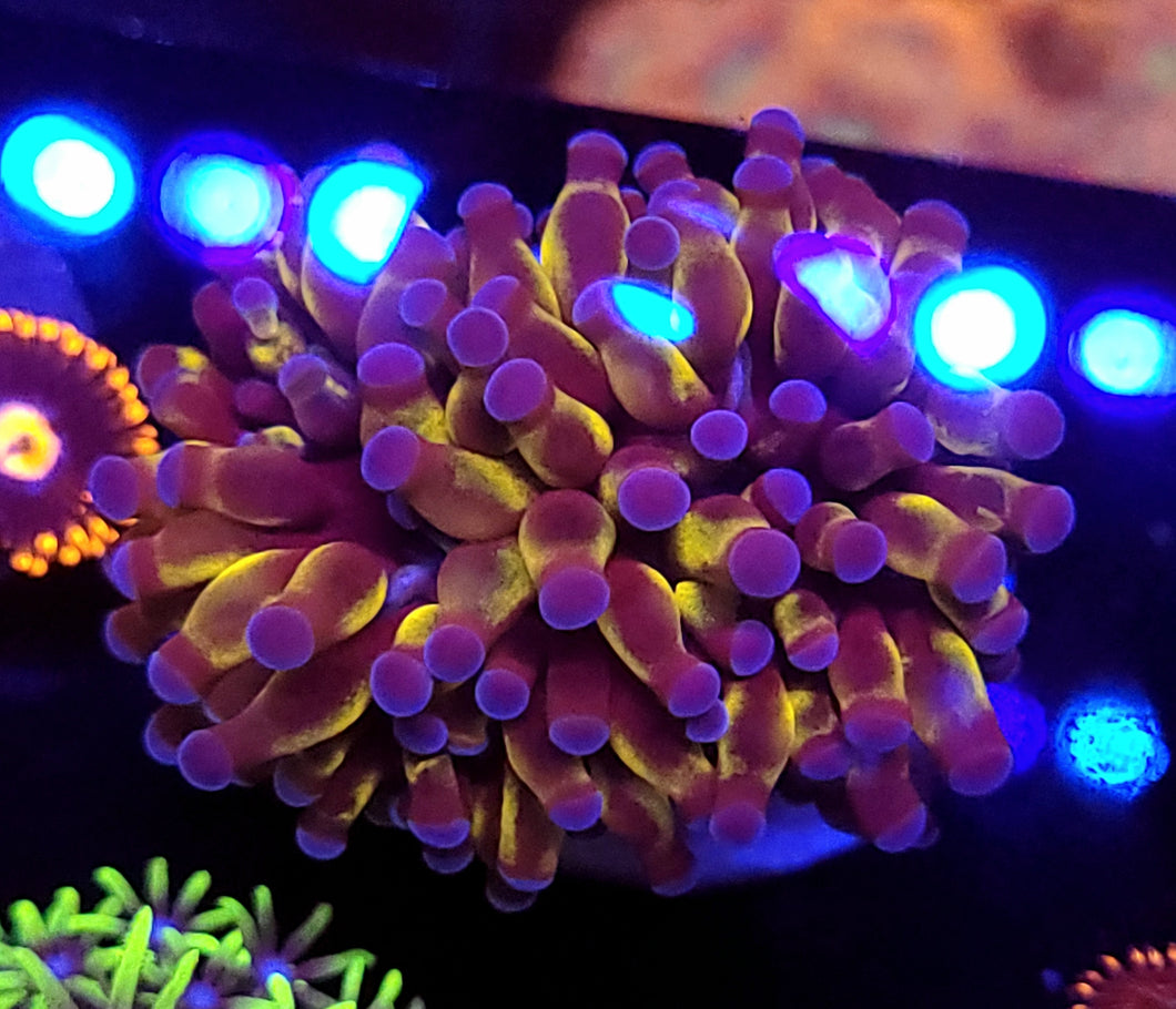 Pink Tip Golden Cristata Torch