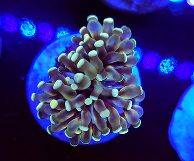 Peach Tip Gold Cristata Torch