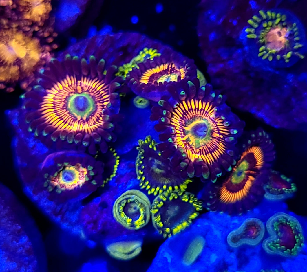 Rainbow Infusion & Blueberry Pie Zoa Combo