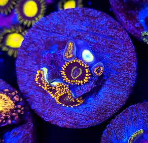 Rainbow Hornet Zoas