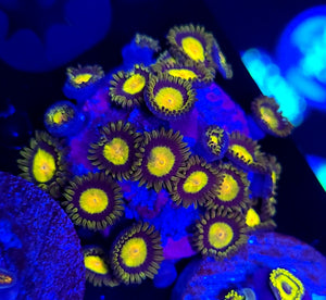 King Midas Zoa Cluster