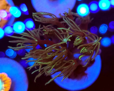 Pipe Organ Coral