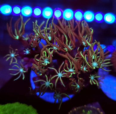 Pipe Organ Coral