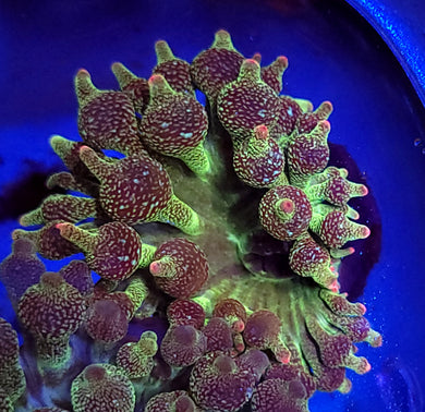 Pink Tip Acid Rain Bubbletip Anemone