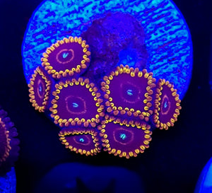 Red Hornet Zoas