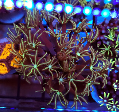 Pipe Organ Coral