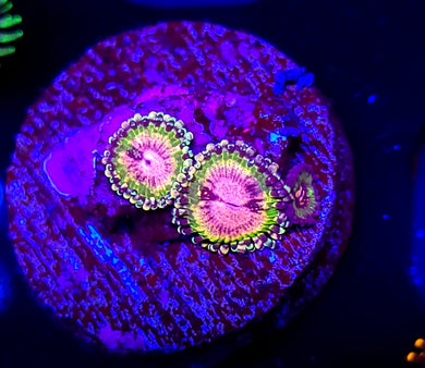 Pink Krak Zoas