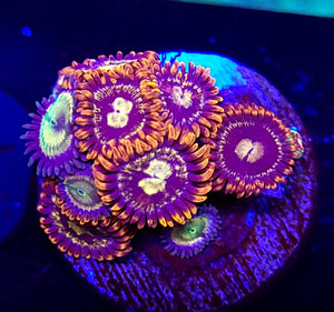 Fire & Ice / Citrus Cooler Zoa Combo