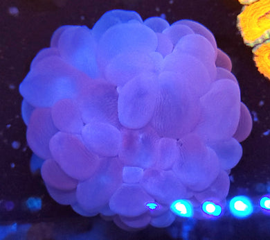 Pink Bubble Coral