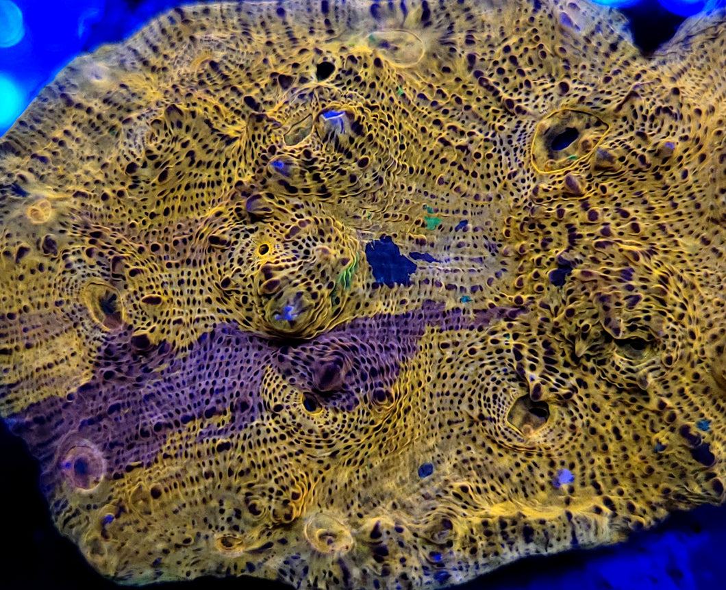 Melted Crayola Chalice Frag