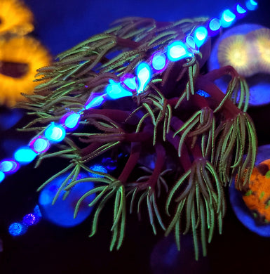 Pipe Organ Coral