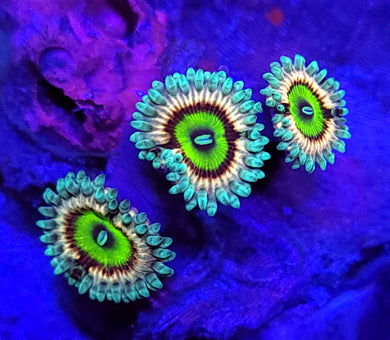 Pink Hippo Zoas