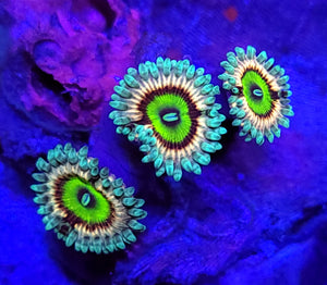 Pink Hippo Zoas