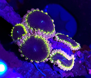 Rainbow Gunner Zoas