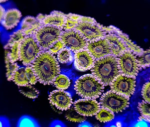 Ultra Stratocaster Zoa frag