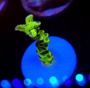 Green Goblin Anacropora